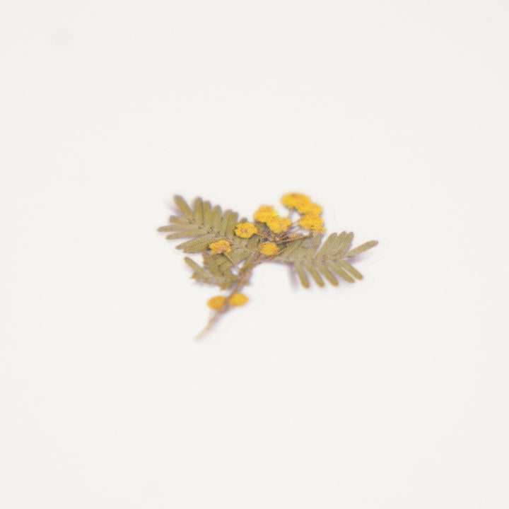 Appree Korea - Pressed Flower Stickers - Mimosa