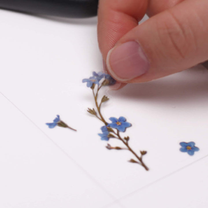 Appree Korea - Pressed Flower Stickers - Forget-me-not