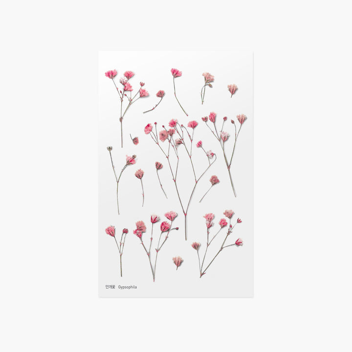 Appree Korea - Pressed Flower Stickers - Gypsophila