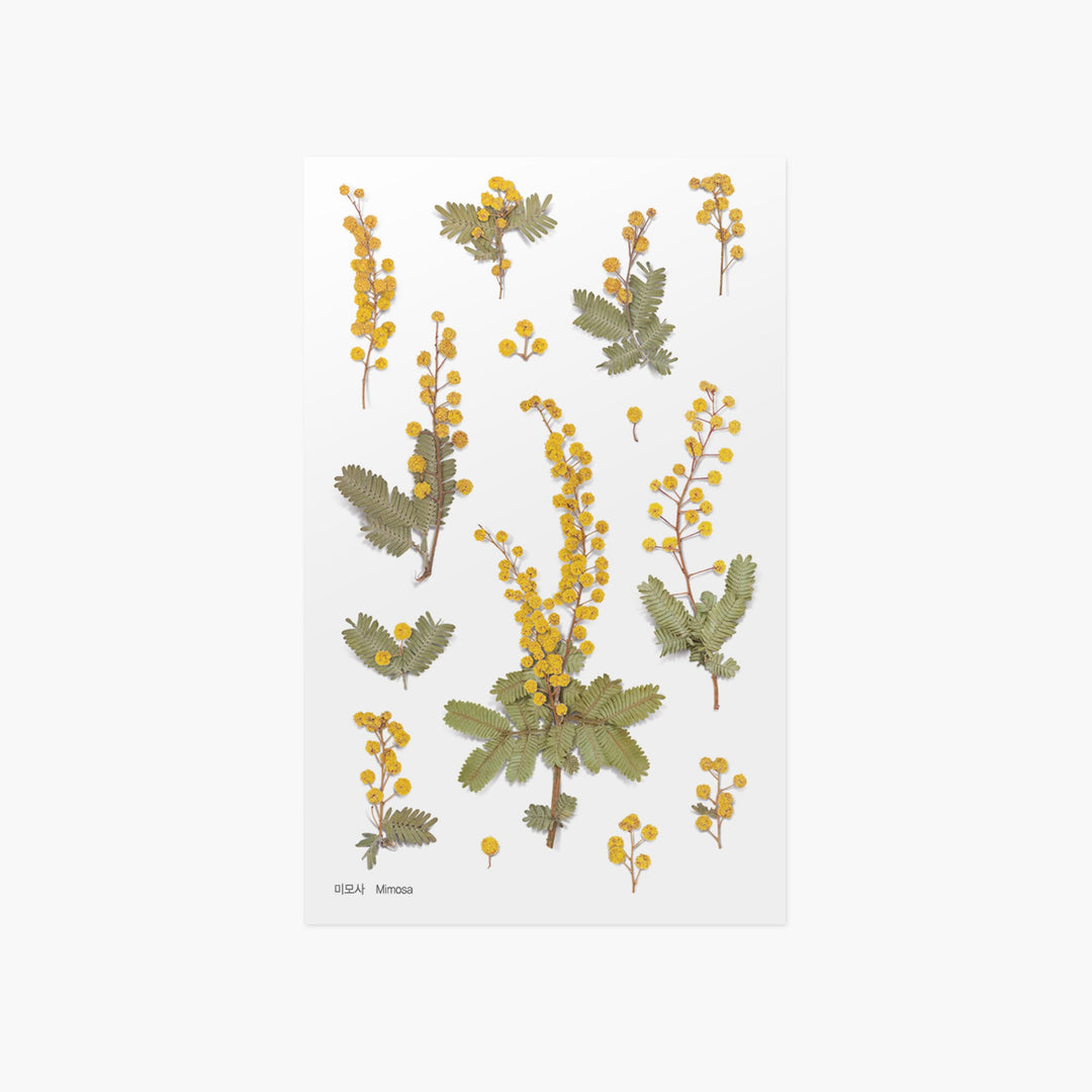 Appree Korea - Pressed Flower Stickers - Mimosa