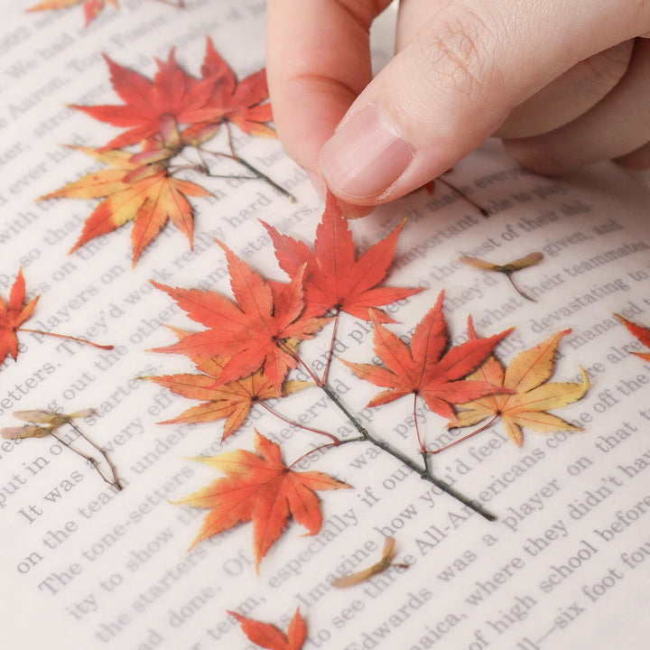 Appree Korea - Pressed Flower Stickers - Red Maple Leaf