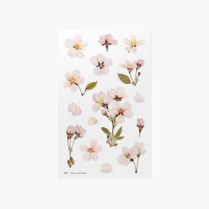 Appree Korea - Pressed Flower Stickers - Cherry Blossom