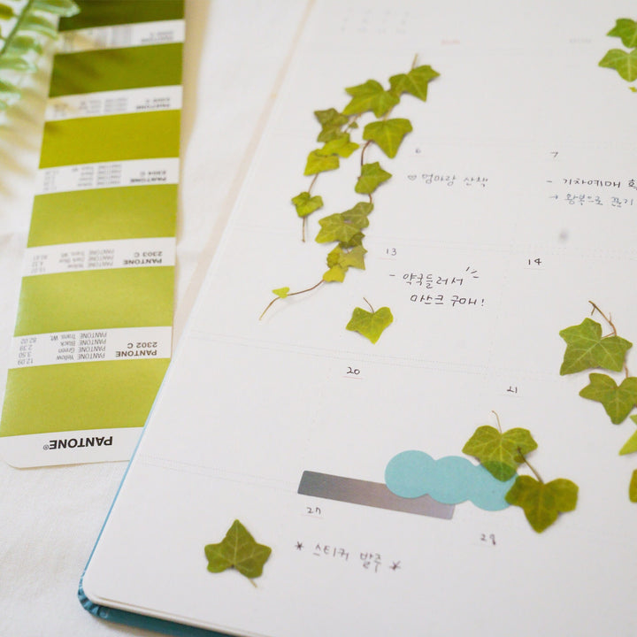 Appree Korea - Pressed Flower Stickers - Ivy