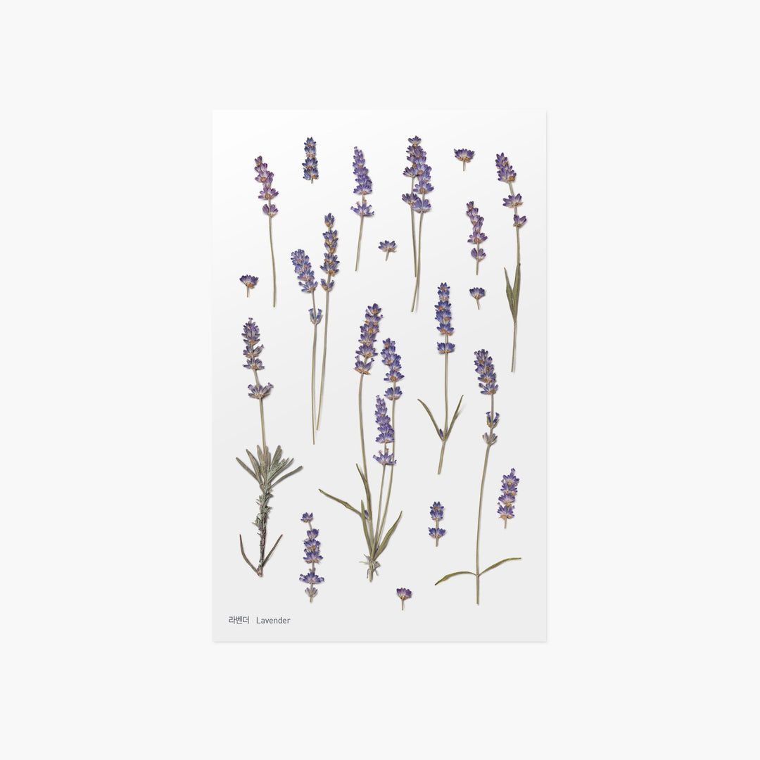 Appree Korea - Pressed Flower Stickers - Lavender
