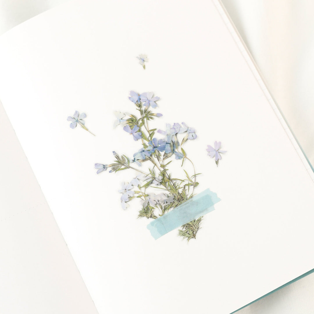 Appree Korea - Pressed Flower Stickers - Moss Phlox